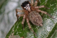 (Araneae - Salticidae - Indtermin)